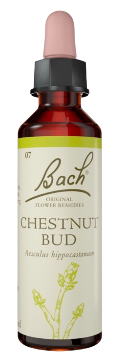 CHESTNUT BUD | טיפות לשתייה על בסיס תמציות פרחי באך | מכיל 20 מ"ל |