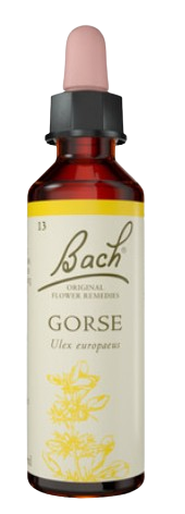 GORSE | טיפות לשתייה על בסיס תמציות פרחי באך | מכיל 20 מ"ל | BACH | באך