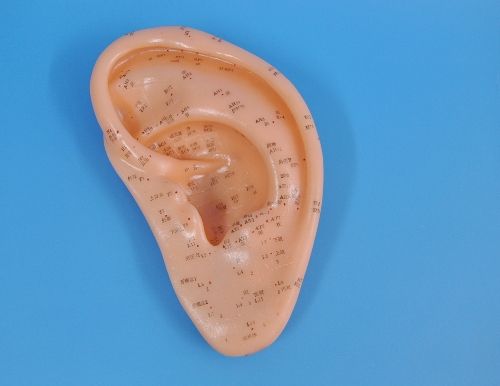 דגם אוזן 22 סמ - המילניום