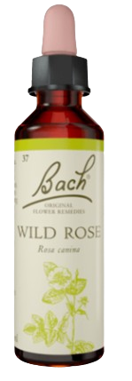 WILD ROSE | טיפות לשתייה על בסיס תמציות פרחי באך | מכיל 20 מ"ל |