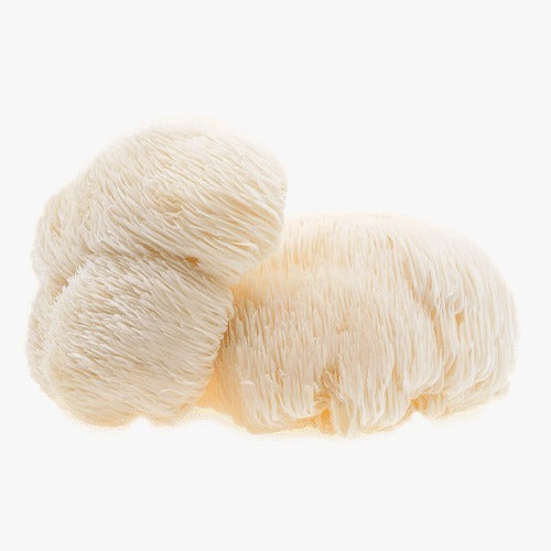 רעמת האריה HERICIUM ERINACEUS | מכיל 60 כמוסות | ברא צמחים | BARA